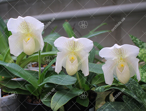 Paphiopedilum White Knight x Ice Age