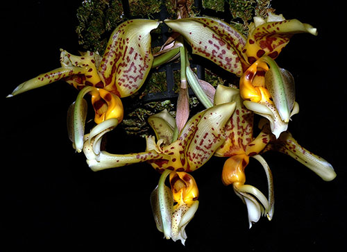 Stanhopea shuttleworthii