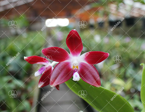 Phalaenopsis tetraspis 'Galaxy' AM/AOS