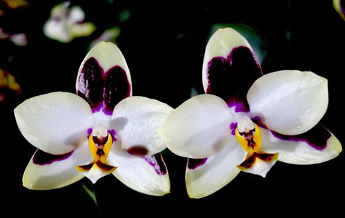 Phalaenopsis Mituo Flare Peacock x Yungho Gelb Canary