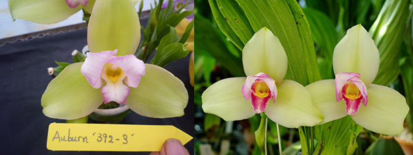 Lycaste Auburn '392-3' x Chita Melody 'Green Star'