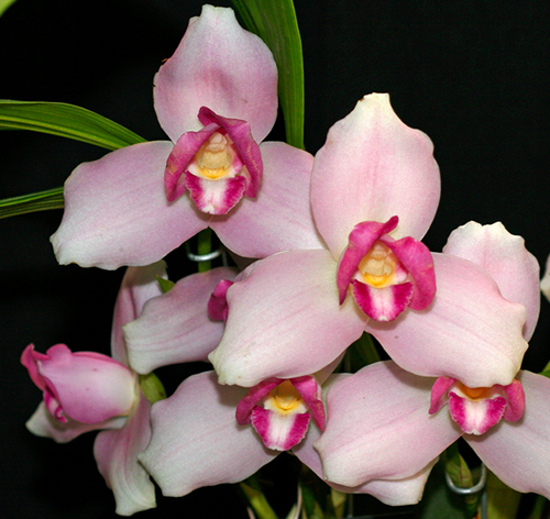 Lycaste Sunray (skinneri 'Pink Labyrinth' x Shoalhaven 'Kyoto')