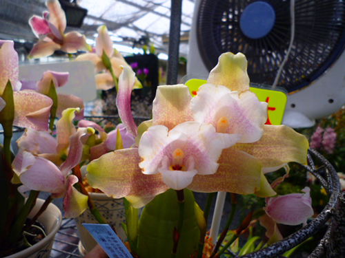 Lycaste brevispatha x Aquarius 'Soft Pink'