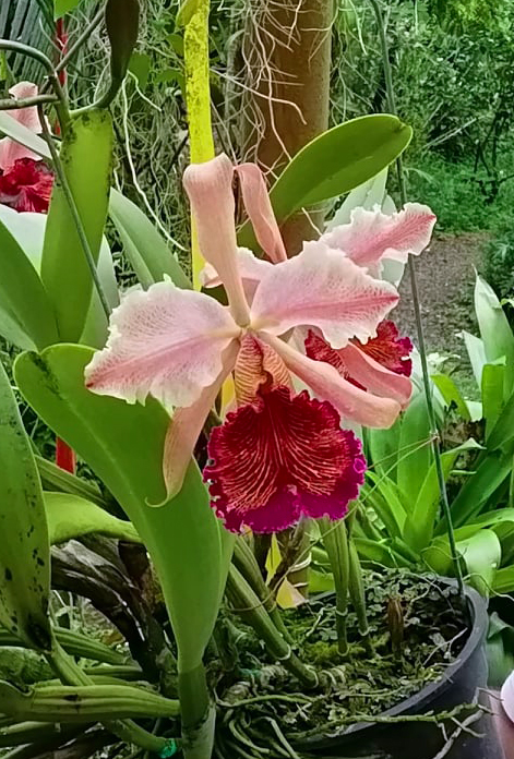 Cattleya dowiana 'Rosita' x self