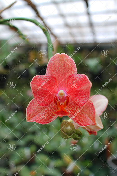 Phalaenopsis Sea Coral
