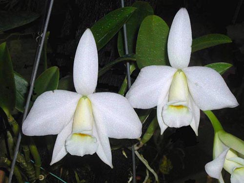 Laelia praestans alba