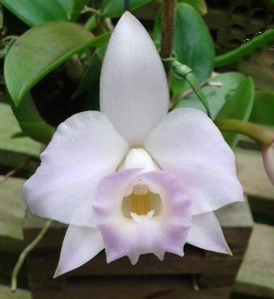 Laelia alaori albescens