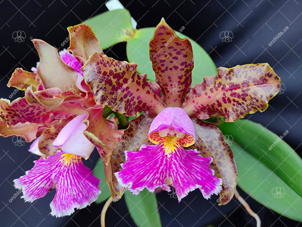 Cattleya schilleriana 'Formosinha' x 'Guarapari'