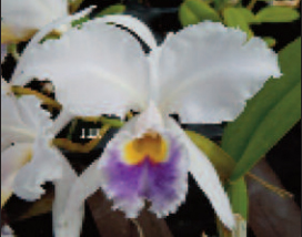 Cattleya gaskelliana coerulea x sib (C)