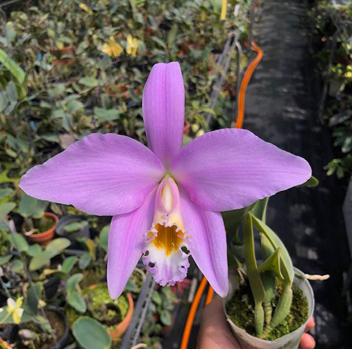 Laelia jongheana 'Big pink'
