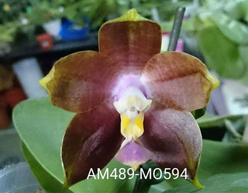 Phalaenopsis Mituo Reflex Dragon Coffee