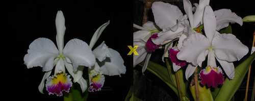 Cattleya warneri semi-alba ('Guindani' x 'Pater Noster')