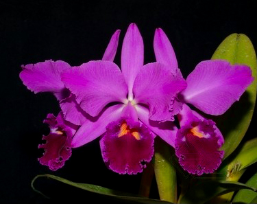 Cattleya labiata rubra-orlata-splash 'Z-68' x SELF