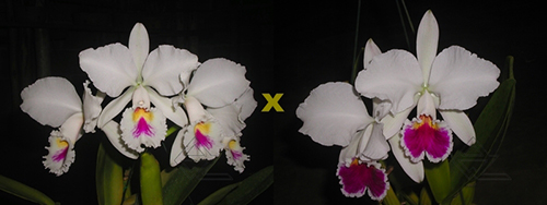 Cattleya labiata semi-alba ('Marina x perola 'Vila Velha')