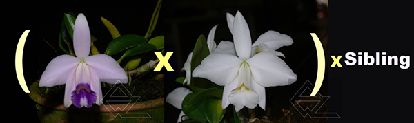 Laelia pumila (coerulea 'Nr 1' x alba 'HI) x SIBLING