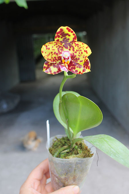 Phalaenopsis Diamond Beauty '1202' x Ld's Bear King 'YK7' (select #48)