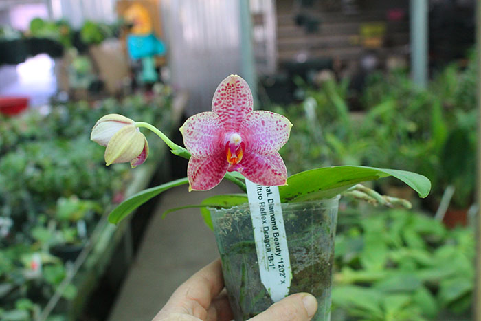Phalaenopsis Diamond Beauty '1202' x Mituo Reflex Dragon 'B-1' (select #5)