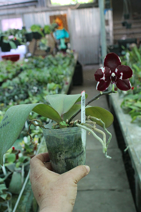 Phalaenopsis Diamond Beauty '1202' x Ld's Bear King 'YK7' select #50