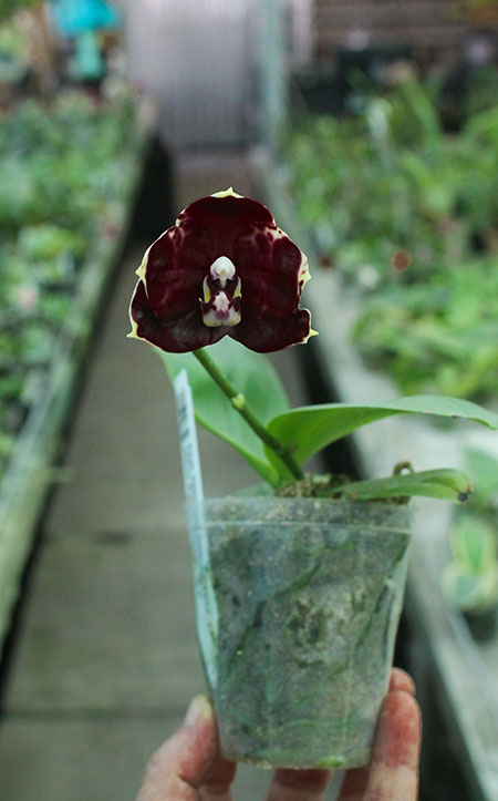 Phalaenopsis Diamond Beauty '1202' x Mituo Reflex Dragon 'B-1' (select #6)