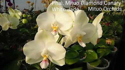 Phalaenopsis Mituo Diamond Canary 'White Jade'
