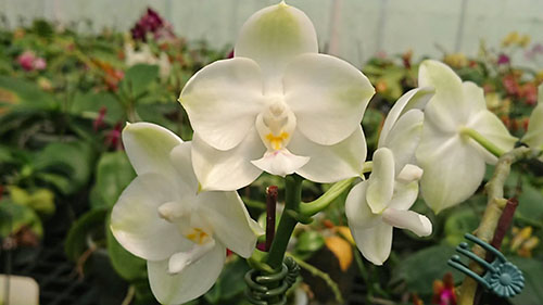 Phalaenopsis Mituo Diamond Canary 'Z'