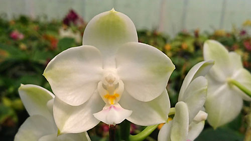 Phalaenopsis Mituo Diamond Canary 'Z'