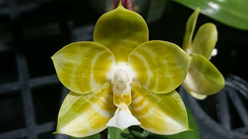 Phalaenopsis Mituo Reflex KIng 'flava#1' (Lyndon Reflex x LD's Bear King)