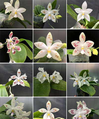 Phalaenopsis (speciosa 'All Purple' x Tzu Chiang Tetralitz)