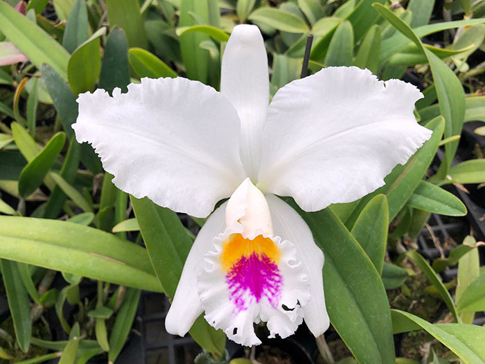 Cattleya mossiae semi-alba x sib ('HR3424' x 'Southern')