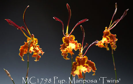 Psychopsis Mariposa 'Twins'