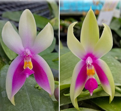Phalaenopsis bellina 'Fire' x sib
