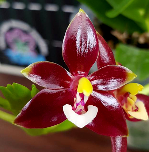 Phalaenopsis cornu-cervi forma chattaladae