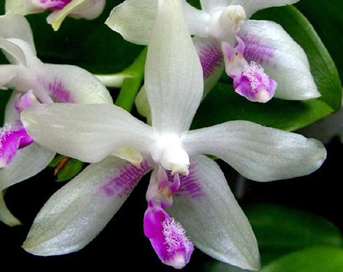 Phalaenopsis fimbriata x sib