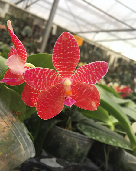 Phalaenopsis gigantea x Singher Pure Love
