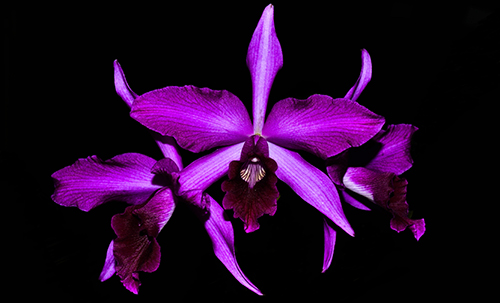 Laelia purpurata (flamea 'Sunset' x sanguinea)
