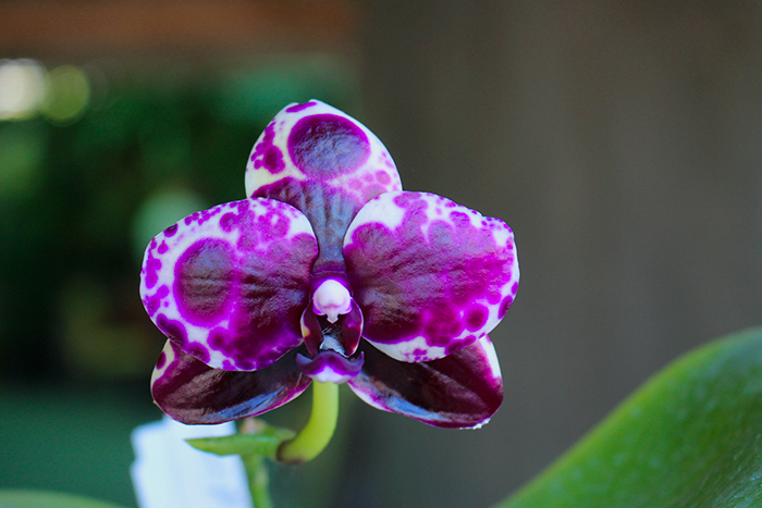 Phalaenopsis Mituo Golden 'M-2' x Ld's Bear Queen (MCL#2)