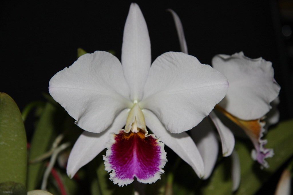 Cattleya percivaliana semi-alba 'Farah Diba'