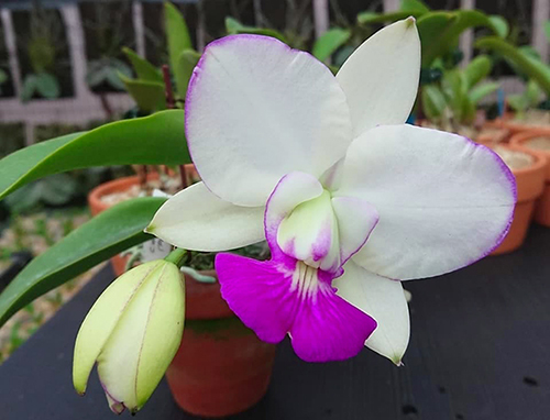 Cattleya walkeriana semi-alba x self