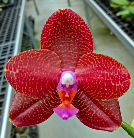 Phalaenopsis LD Sun Dragon