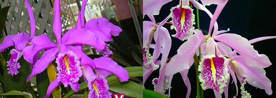 Cattleya maxima (The King x Hirooka) x sib
