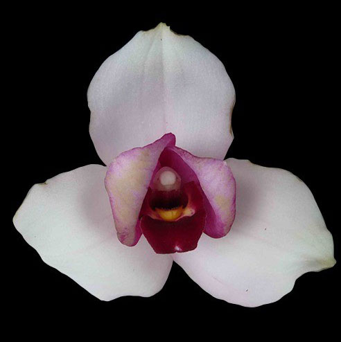 Lycaste skinneri '375' x Sunray