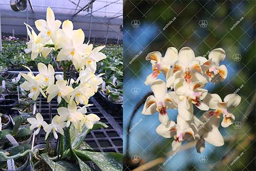 Phalaenopsis Rainbow Falconer x celebensis