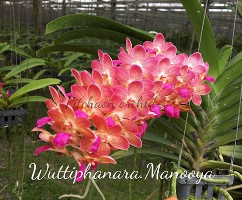 Wuttiphanara Manoonya