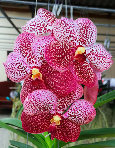 Vanda Kultana Gold x Kultana Scarlett
