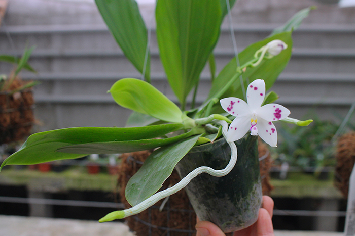 Phalaenopsis tetraspis forma speciosa