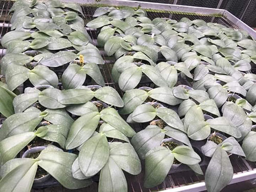 Phalaenopsis gigantea alba big type