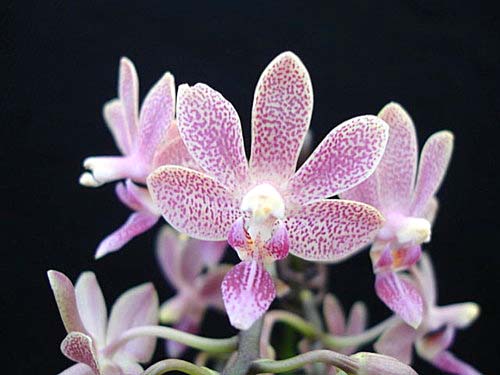 Phalaenopsis minus x Timothy Christopher