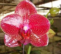 Phalaenopsis Mituo Sun 'Mituo'