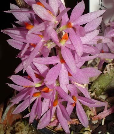 Dendrobium bracteosum