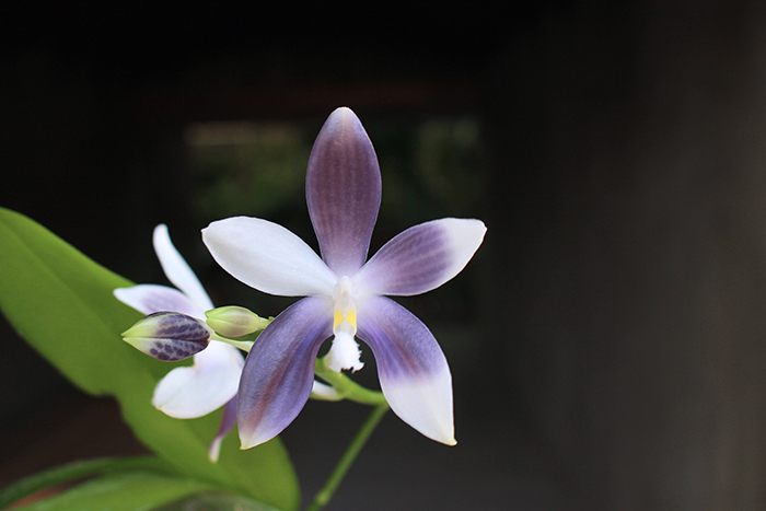 Phalaenopsis speciosa coerulea ('Su's Bluish' x 'Su's Coffee Candy')#1